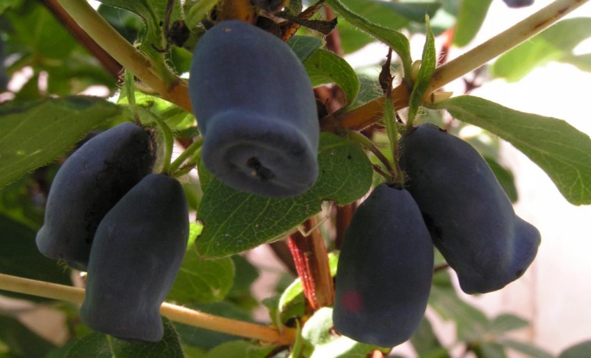 Жимолость Зинри