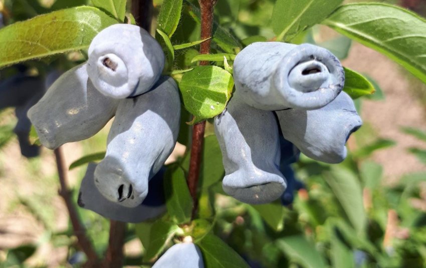 Жимолость Зинри