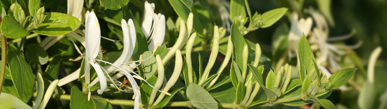 Каприфоль Японська — вид декоративної жимолості, характеристики