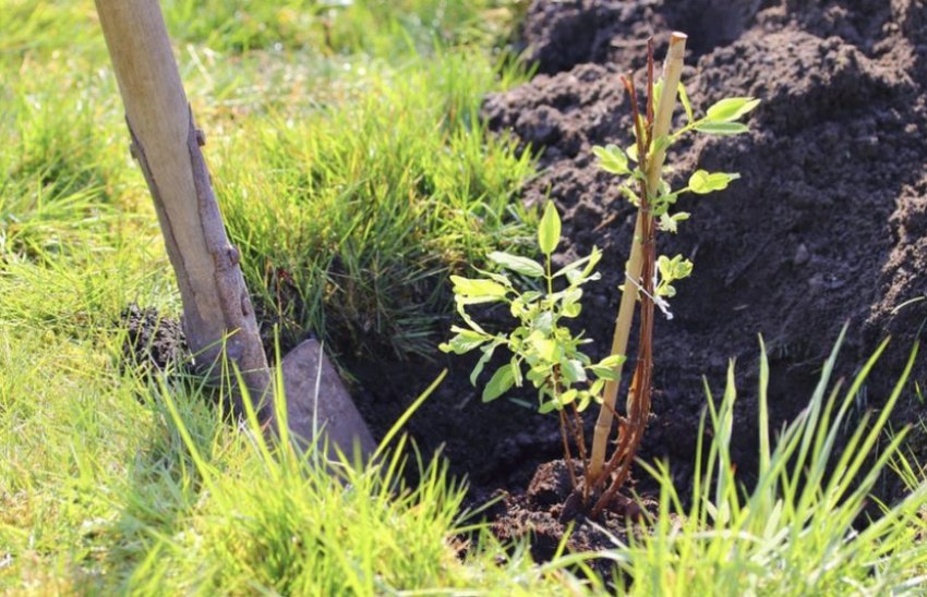 Посадка жимолості