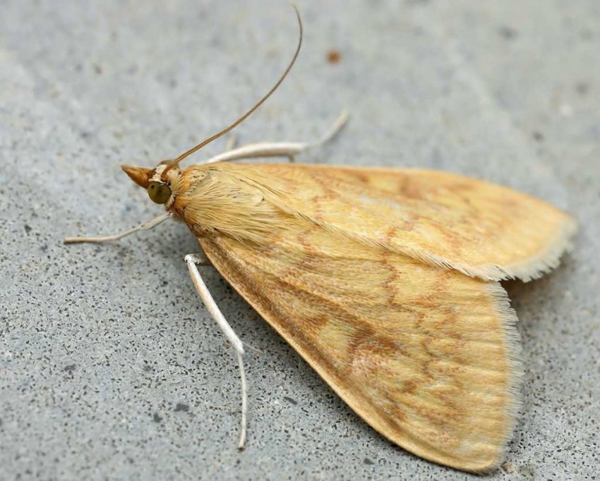 Похолодання вберегло поля України від кукурудзяного метелика Похолодання вберегло поля України від кукурудзяного метелика