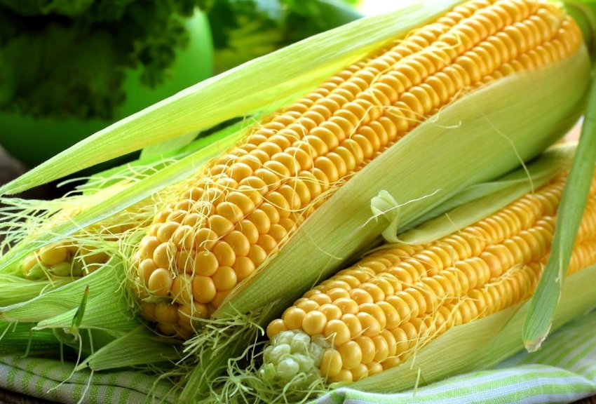 Похолодання вберегло поля України від кукурудзяного метелика Похолодання вберегло поля України від кукурудзяного метелика