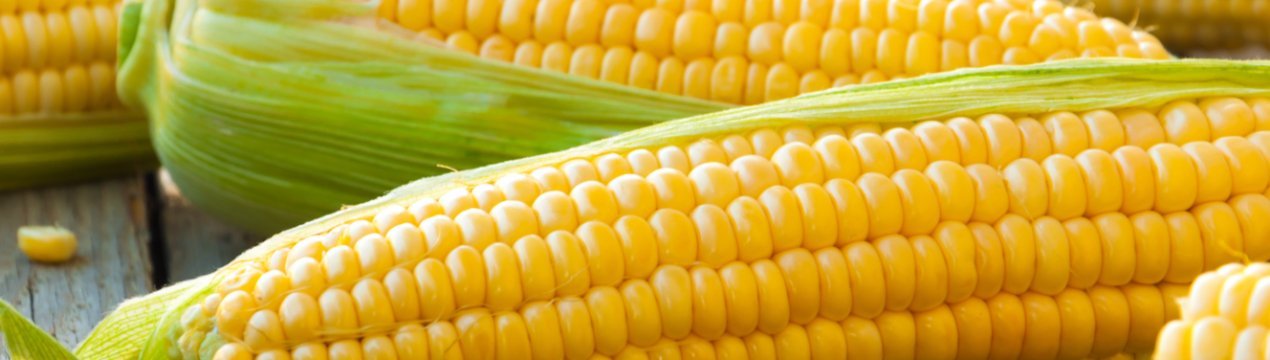 Похолодання вберегло поля України від кукурудзяного метелика