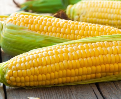 Похолодання вберегло поля України від кукурудзяного метелика