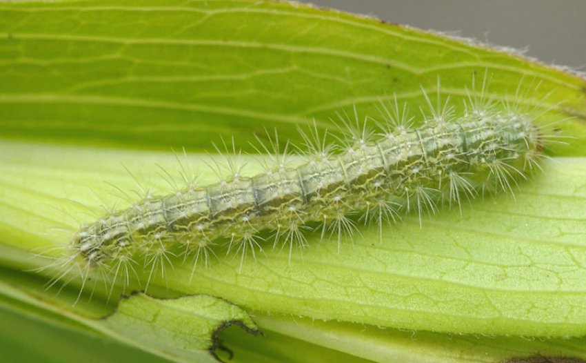 Гусениця пальцекрылка