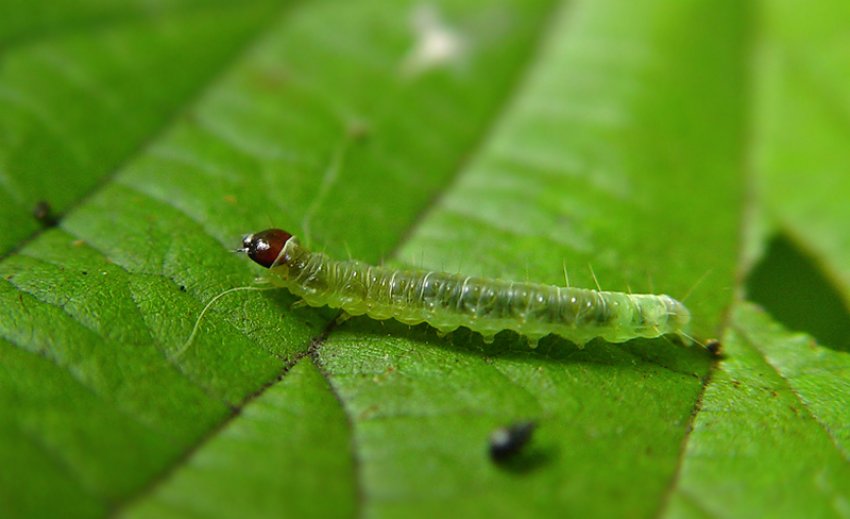 Гусениця листовійка