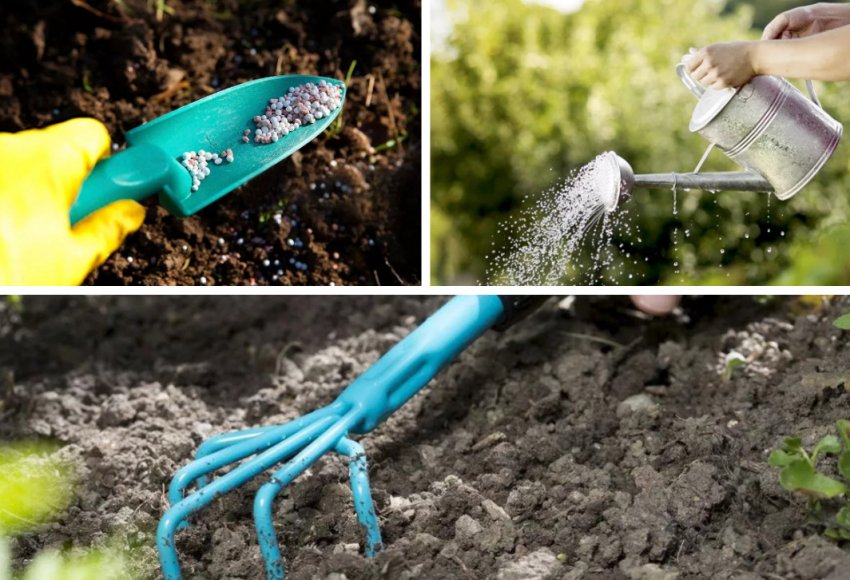 Догляд за жимолостю