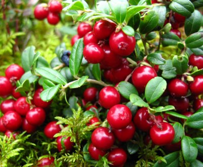 Журавлина: опис рослини, журавлина садова, лісова, значення в природі і в лісі