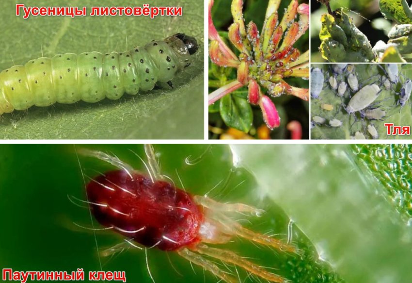 Шкідники жимолості