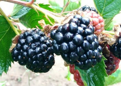 Ожина Тріпл Краун: основні характеристики, вирощування в Підмосков'ї