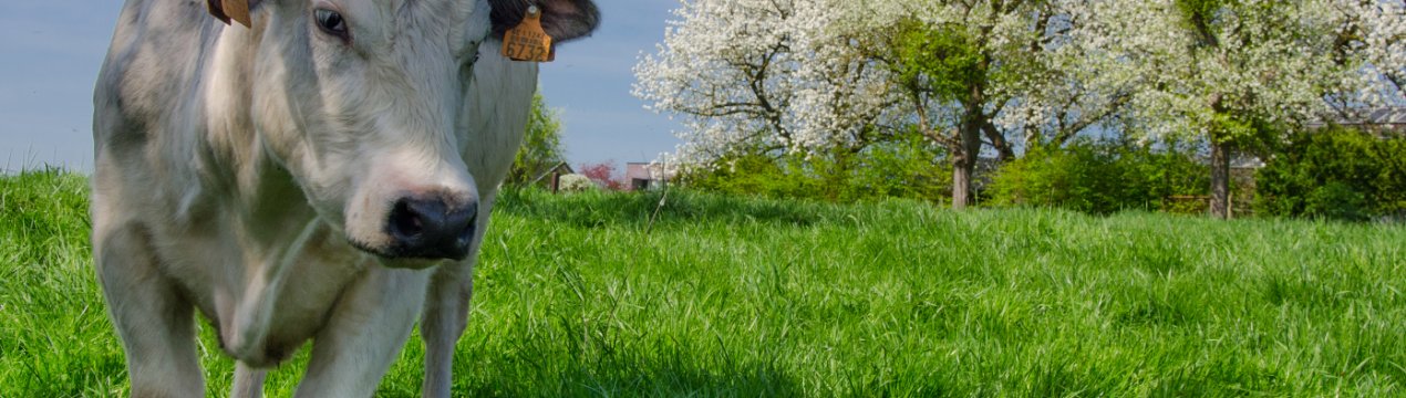 На калузьких просторах виросте нова ферма за 140 мільйонів