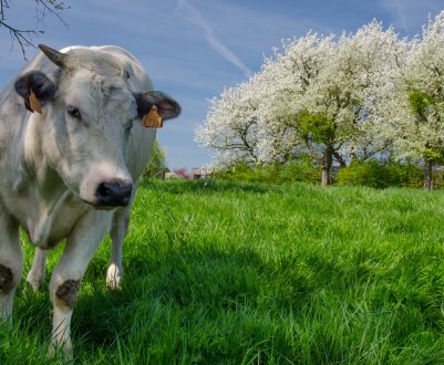 На калузьких просторах виросте нова ферма за 140 мільйонів