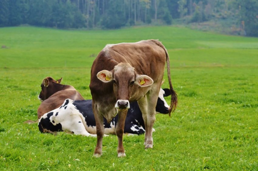 На калузьких просторах виросте нова ферма за 140 мільйонів