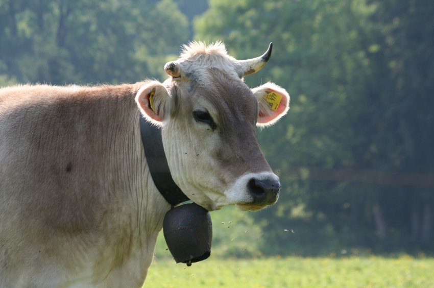 На калузьких просторах виросте нова ферма за 140 мільйонів