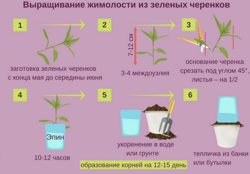 Розмноження жимолості живцями Розмноження жимолості живцями