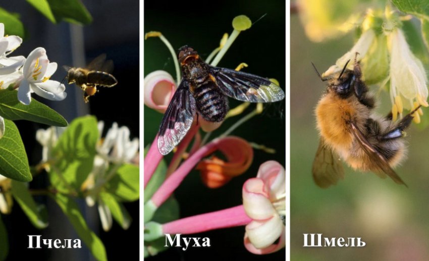 Комахи-запилювачі