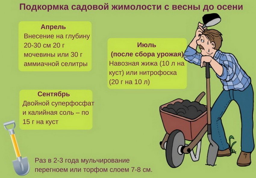 Жимолость плохо растет и плодоносит что делать. Смотреть фото Жимолость плохо растет и плодоносит что делать. Смотреть картинку Жимолость плохо растет и плодоносит что делать. Картинка про Жимолость плохо растет и плодоносит что делать. Фото Жимолость плохо растет и плодоносит что делать