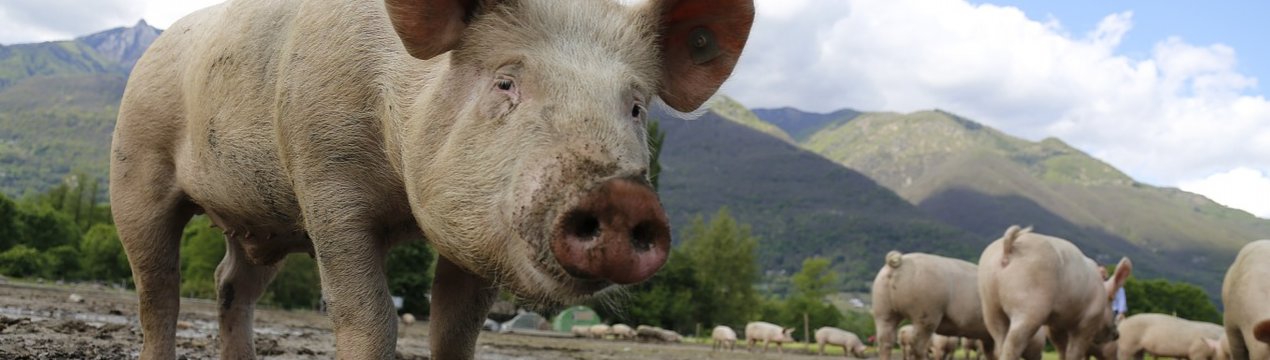 Кількість випадків АЧС в Україні зменшилася