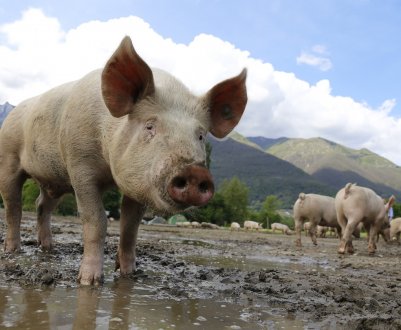 Кількість випадків АЧС в Україні зменшилася