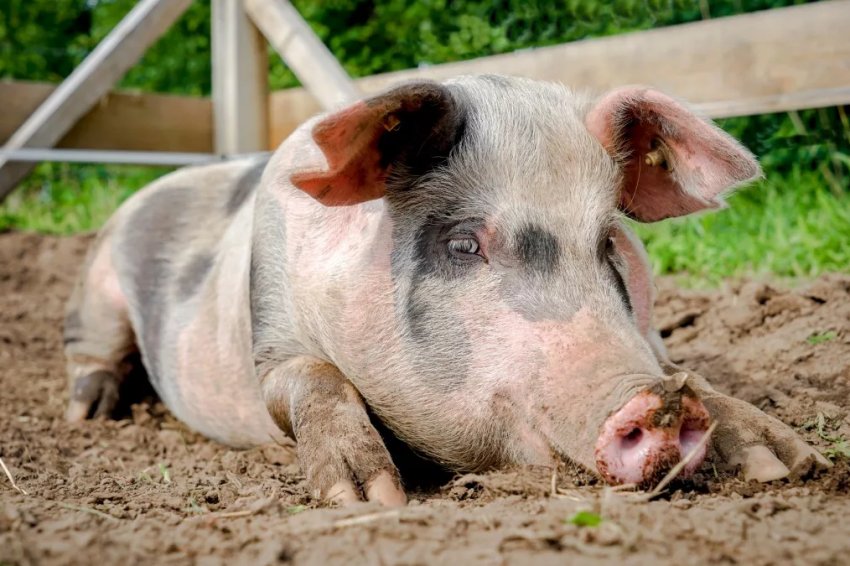 Кількість випадків АЧС в Україні зменшилася