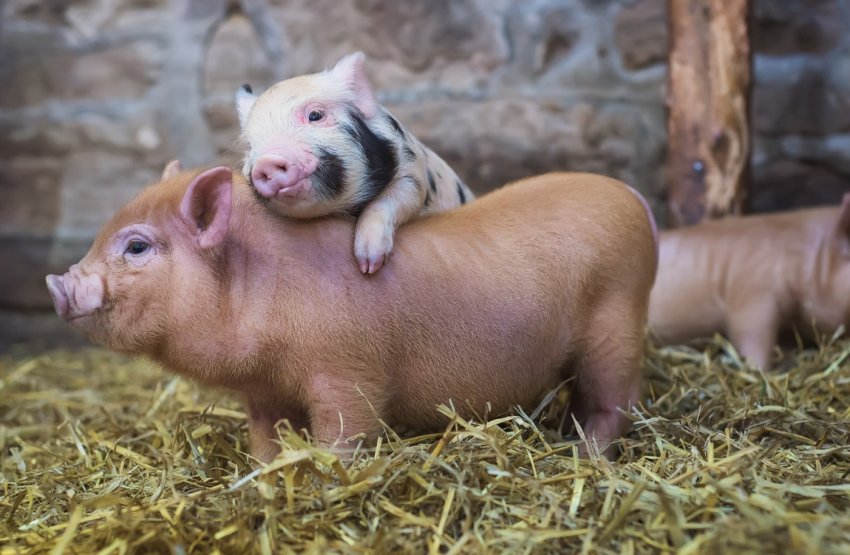 Кількість випадків АЧС в Україні зменшилася
