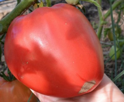 Сорт томату «Волове серце»: опис, посадка, особливості вирощування та догляду