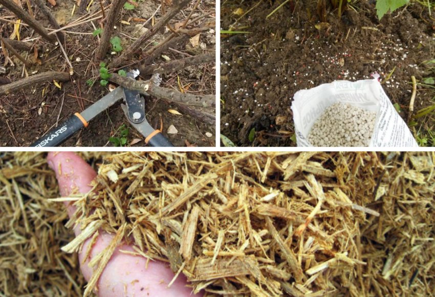 Підготовка до зими жимолості