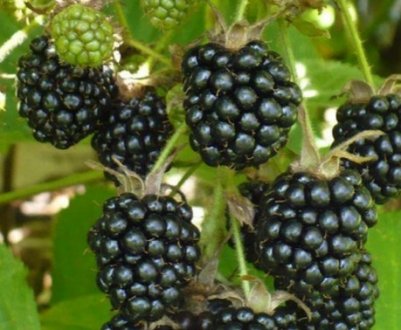 Сорт ожини Ебоні — зовнішній вигляд, характеристики