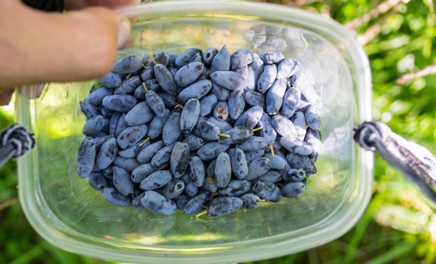 Збір жимолості