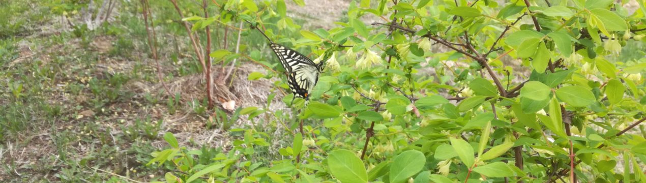 Весняні заморозки і жимолость: як переносить