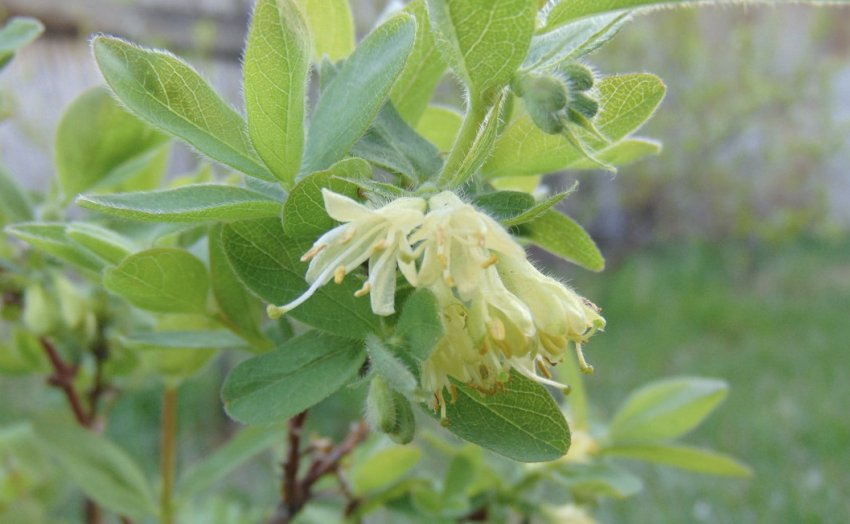 Квітуча жимолость їстівна