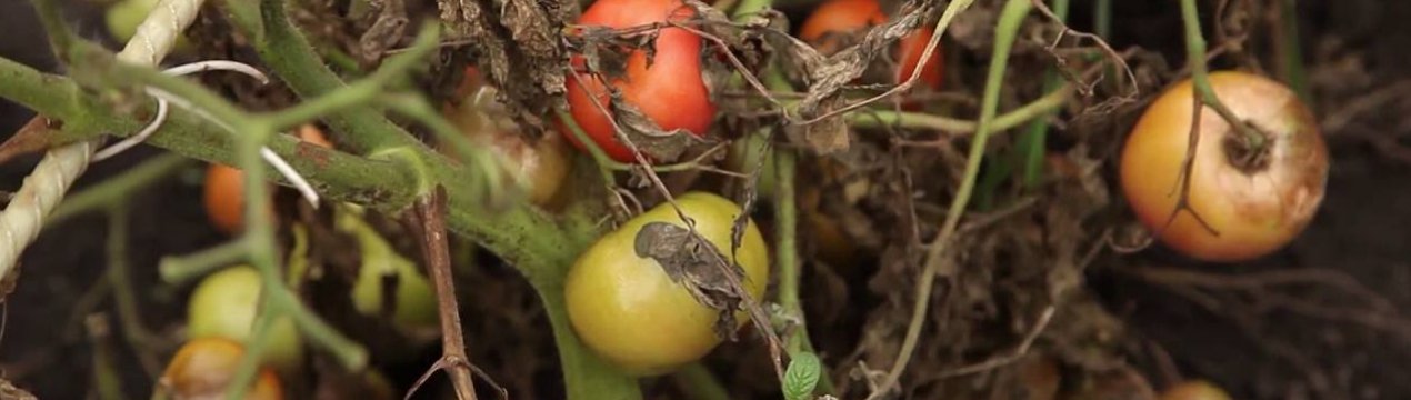 Кальциевая селитра от фитофторы на помидорах: приготовление раствора, особенности обработки