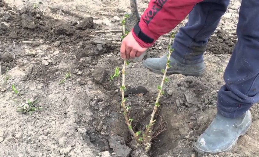 Посадка ожини навесні Посадка ожини навесні
