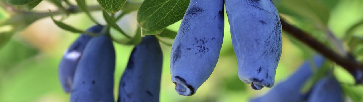 Їстівна солодка жимолость Марія — основні характеристики сорту