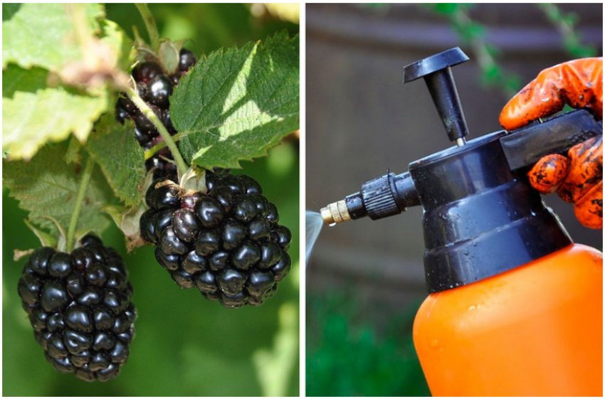 профілактичні обробки ожини профілактичні обробки ожини