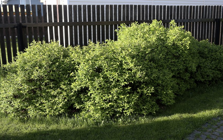 Кущі жимолості біля паркану