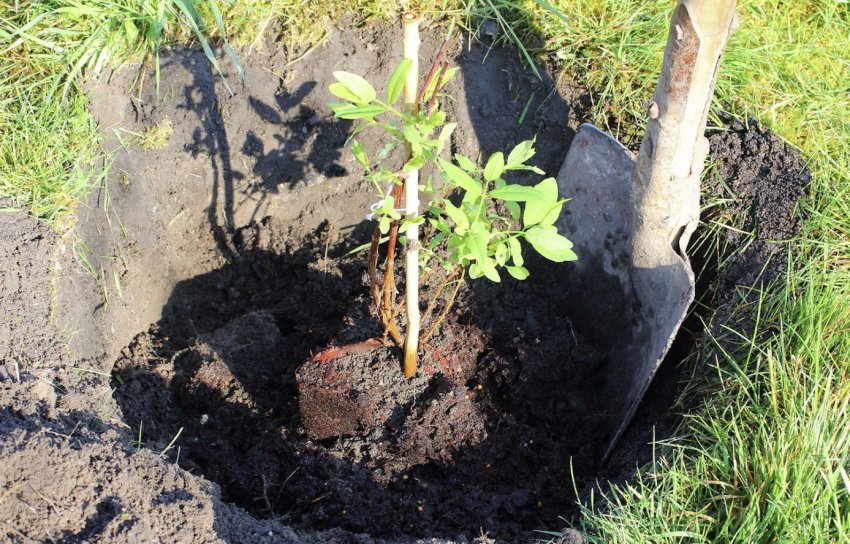 Посадка жимолотси