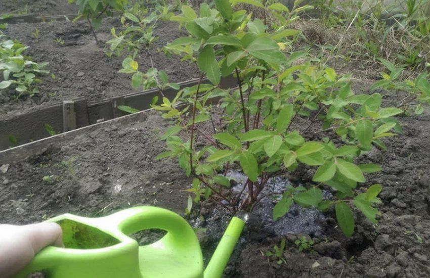 Полив жимолості