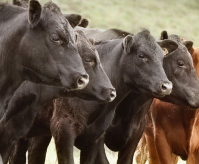 Цистицеркоз великої рогатої худоби: симптоми та лікування