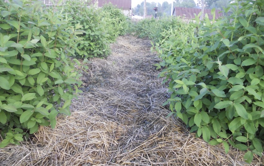 Мульча з соломи під кущами жимолості