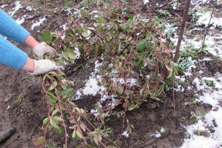 Підготовка ожини до зими Підготовка ожини до зими