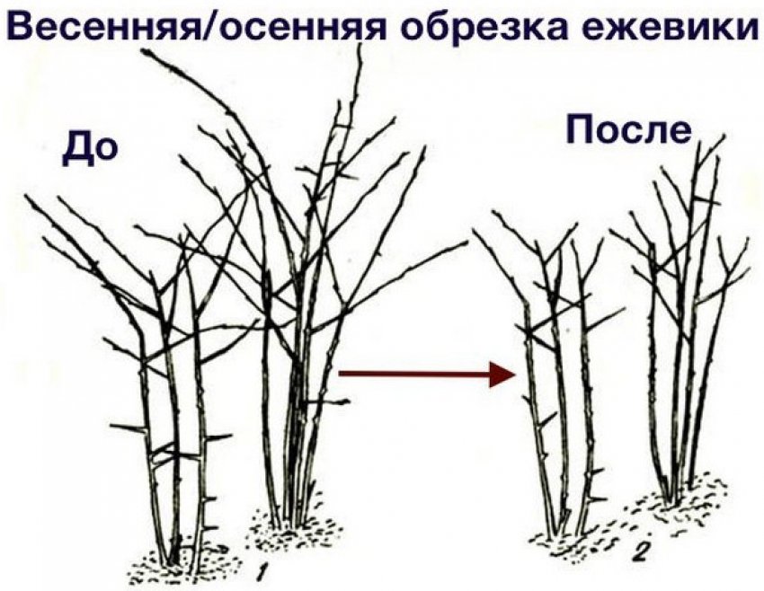 Схема обрізки ожини Схема обрізки ожини