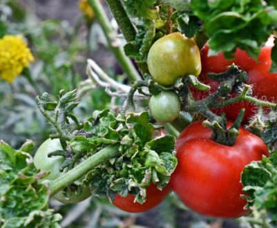 Помідори «Палиця»: опис сорти, агротехніка вирощування