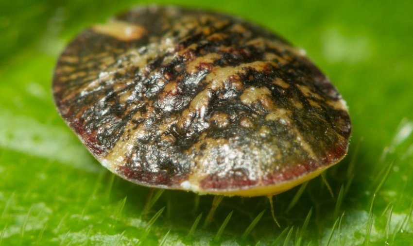 Щитівка Щитівка