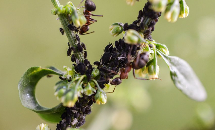 Попелиця Попелиця