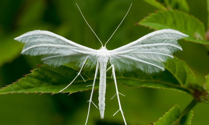 Жимолостная пальцекрылка Жимолостная пальцекрылка
