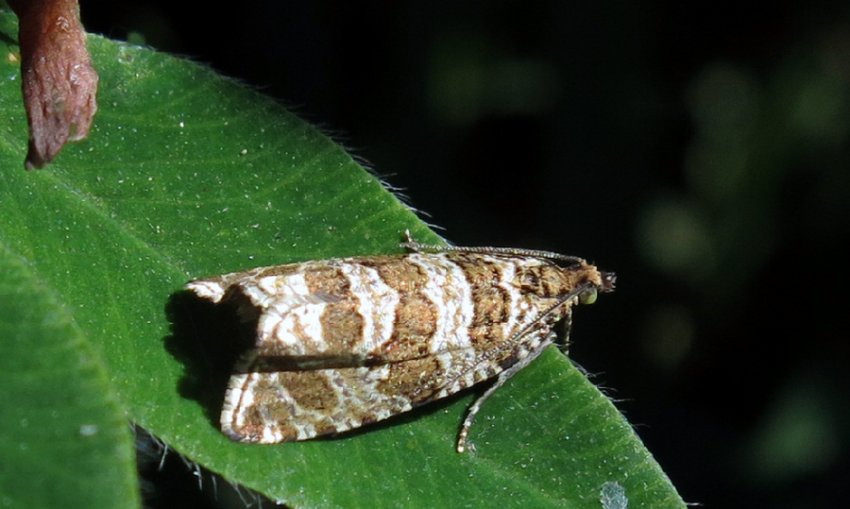 Листовійка Листовійка