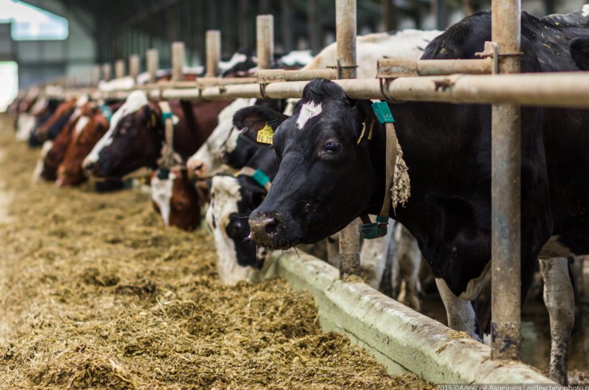 Росія закрила двері перед китайсько-білоруським кормом для худоби Росія закрила двері перед китайсько-білоруським кормом для худоби