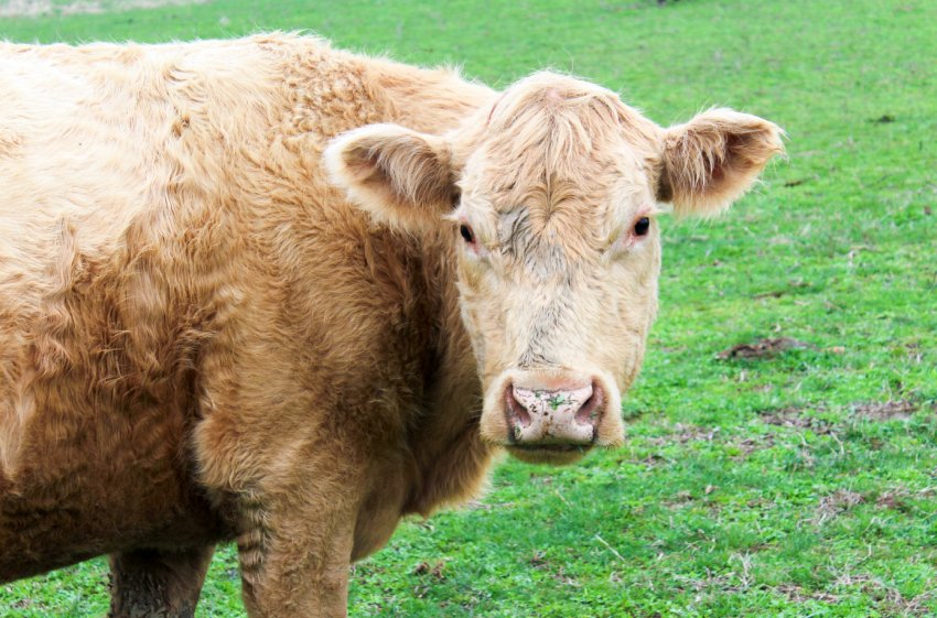 Росія закрила двері перед китайсько-білоруським кормом для худоби Росія закрила двері перед китайсько-білоруським кормом для худоби