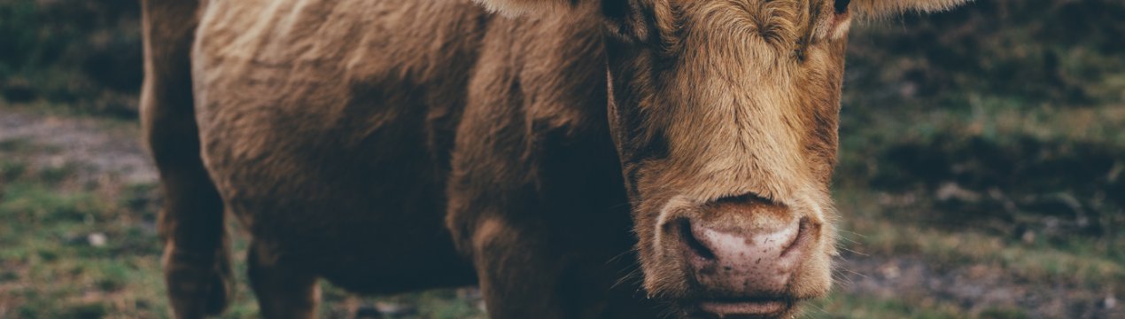 Росія закрила двері перед китайсько-білоруським кормом для худоби